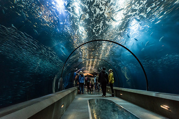 Oregon Coast Aquarium, Newport OR