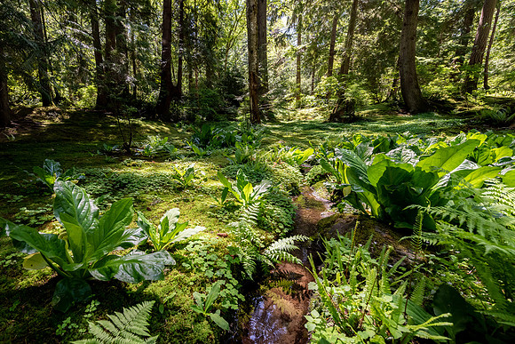 Bloedel Reserve – Moss Garden. Bainbridge Island, WA