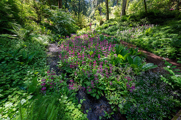Bloedel Reserve – The Glen. Bainbridge Island, WA