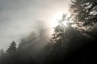 Sun Beaming through Trees