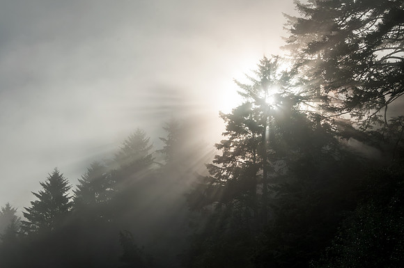 Sun Beaming through Trees